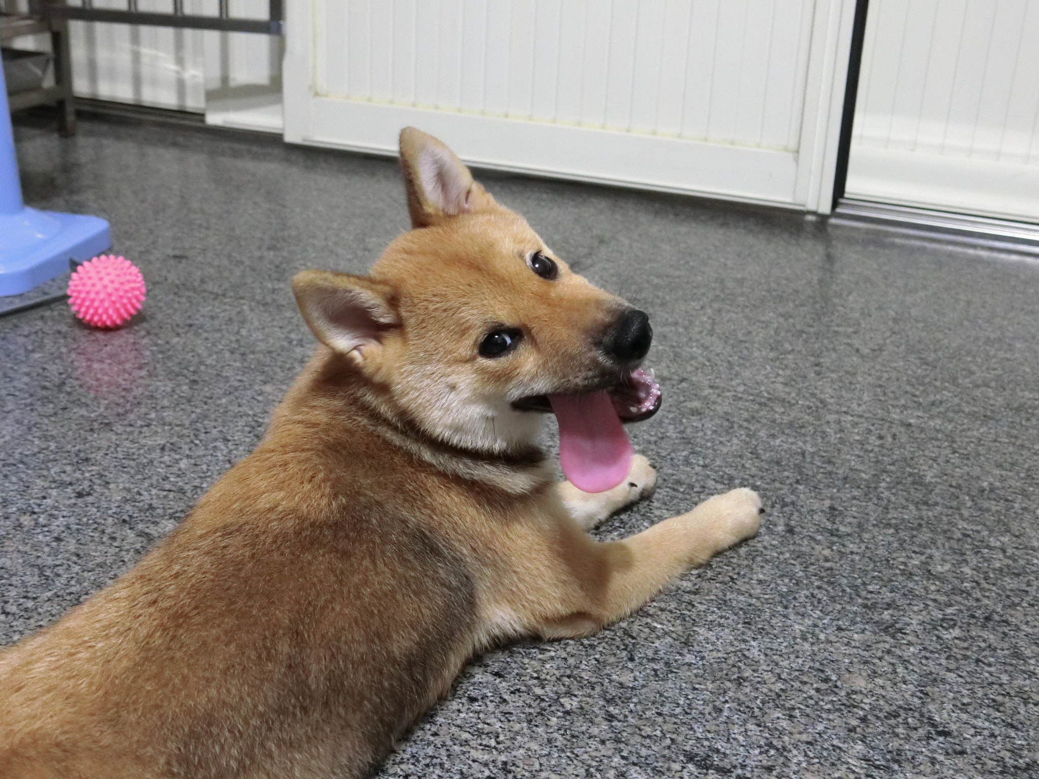 CASIO EX-100 sample photo. 柴犬momo photography