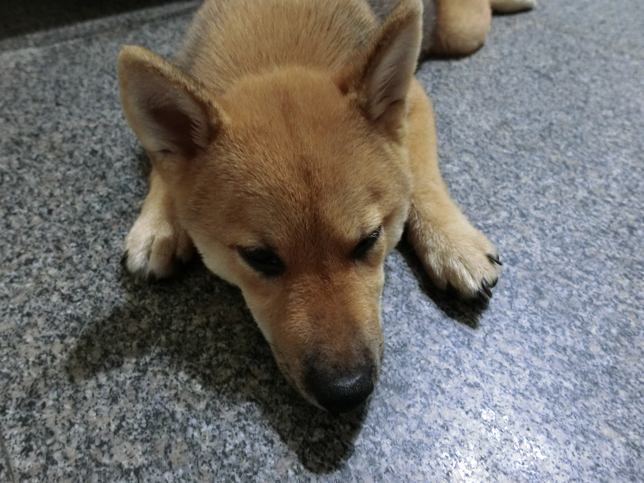 CASIO EX-100 sample photo. 柴犬momo photography