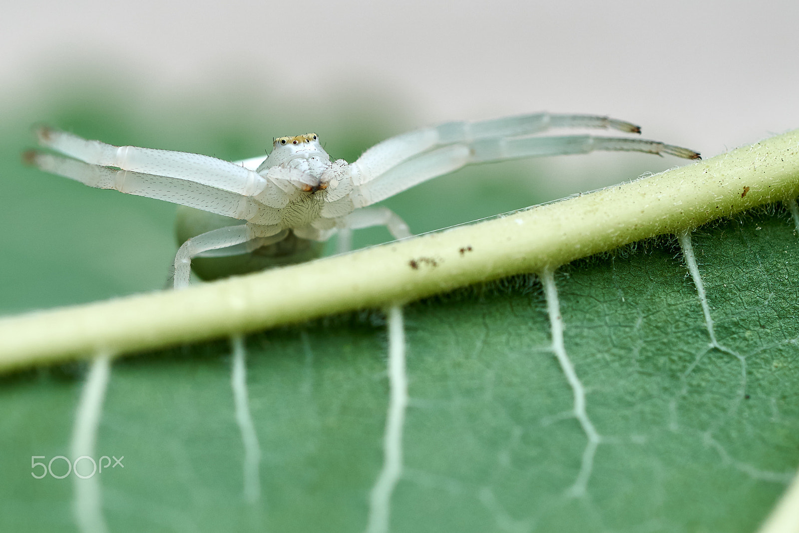 Sony a6300 + Sony FE 90mm F2.8 Macro G OSS sample photo. White crab spider (misumena vatia) photography