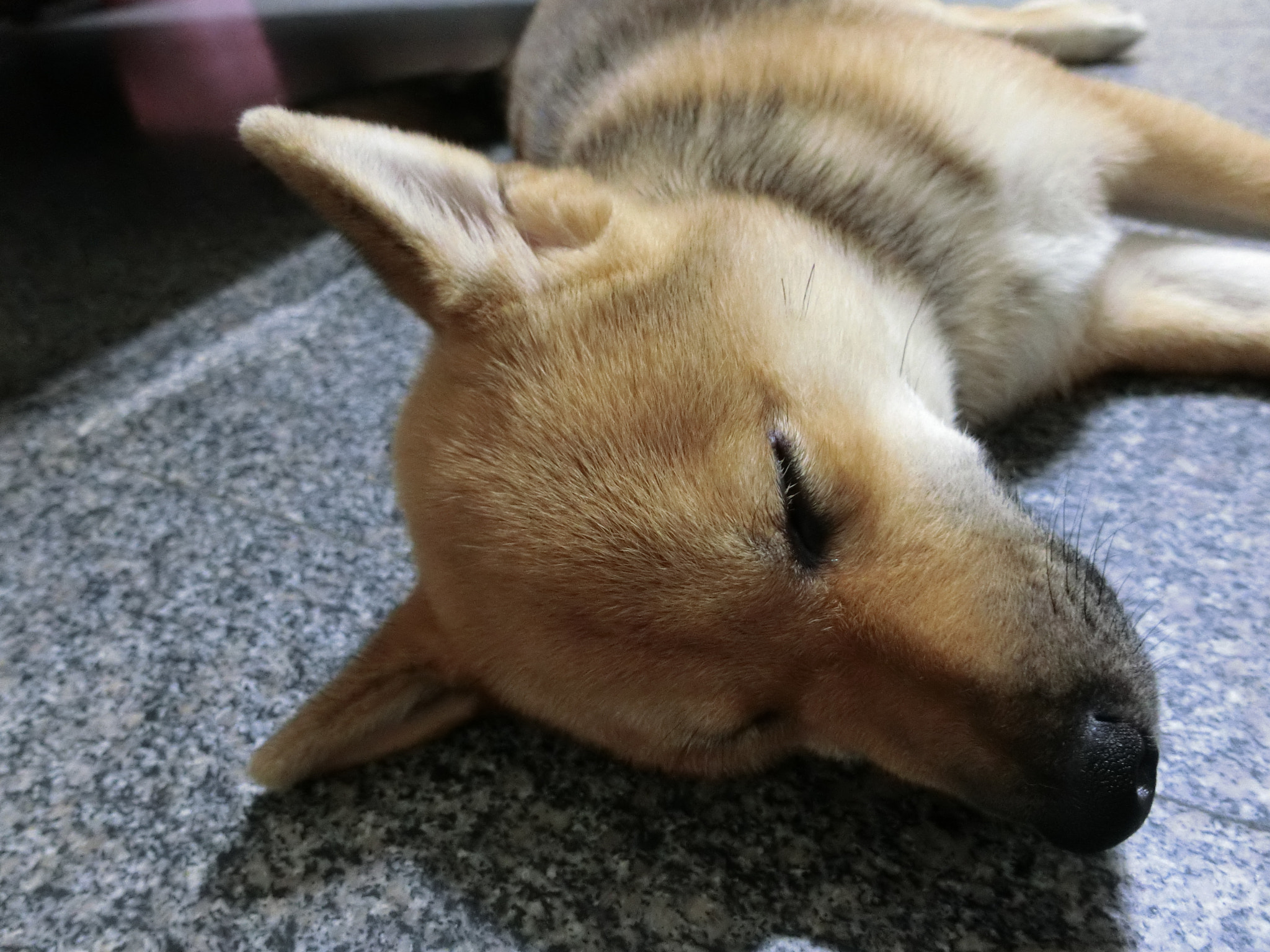 CASIO EX-100 sample photo. 柴犬momo photography