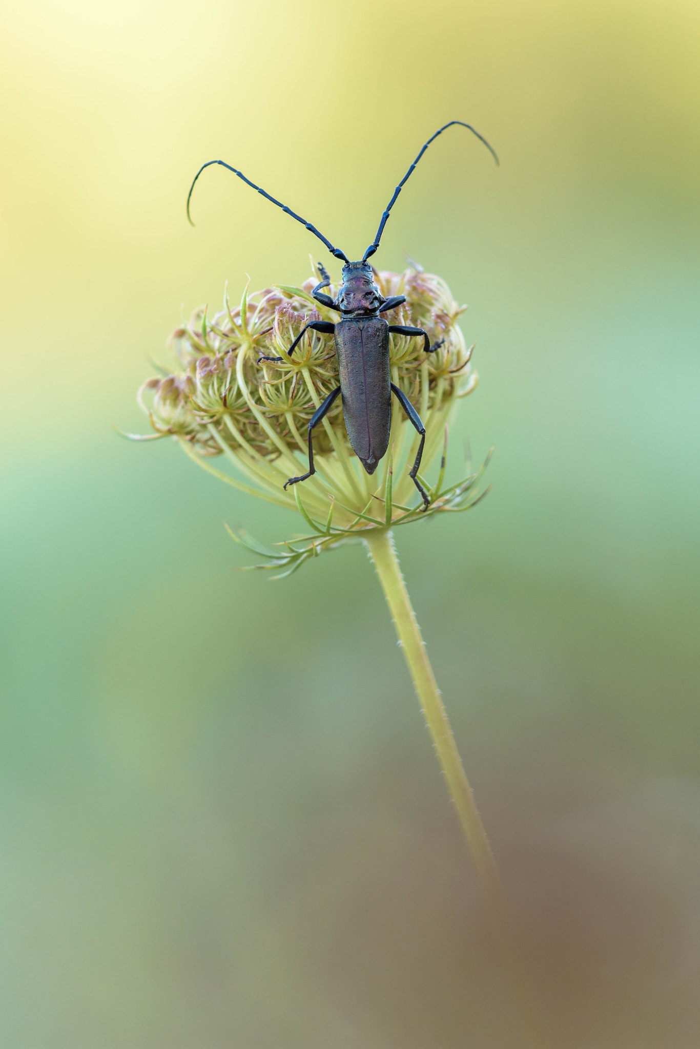 Sigma 150mm F2.8 EX DG Macro HSM sample photo. Beetle-time photography