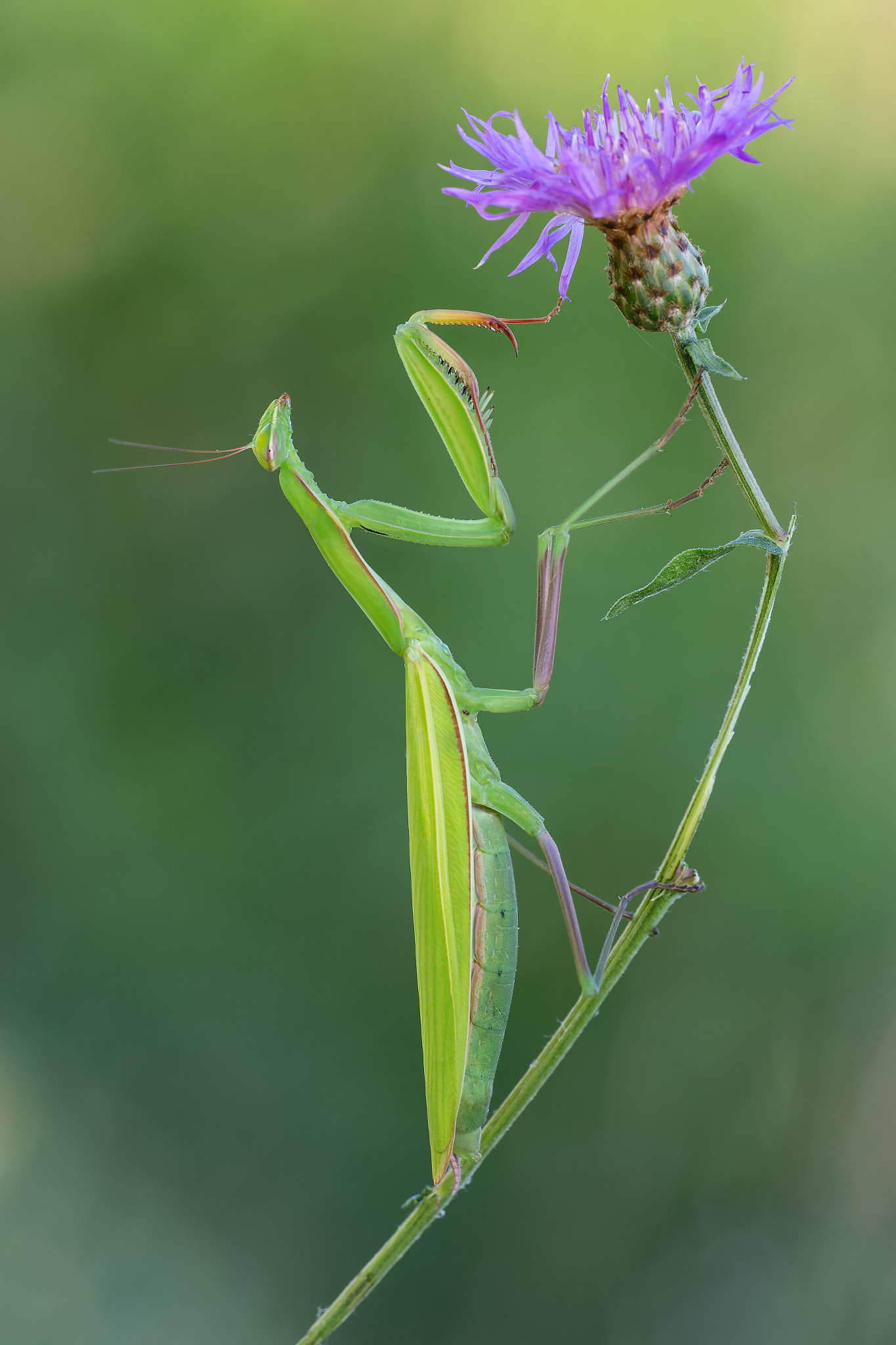 Canon EF 180mm F3.5L Macro USM sample photo. Mantis religiosa photography