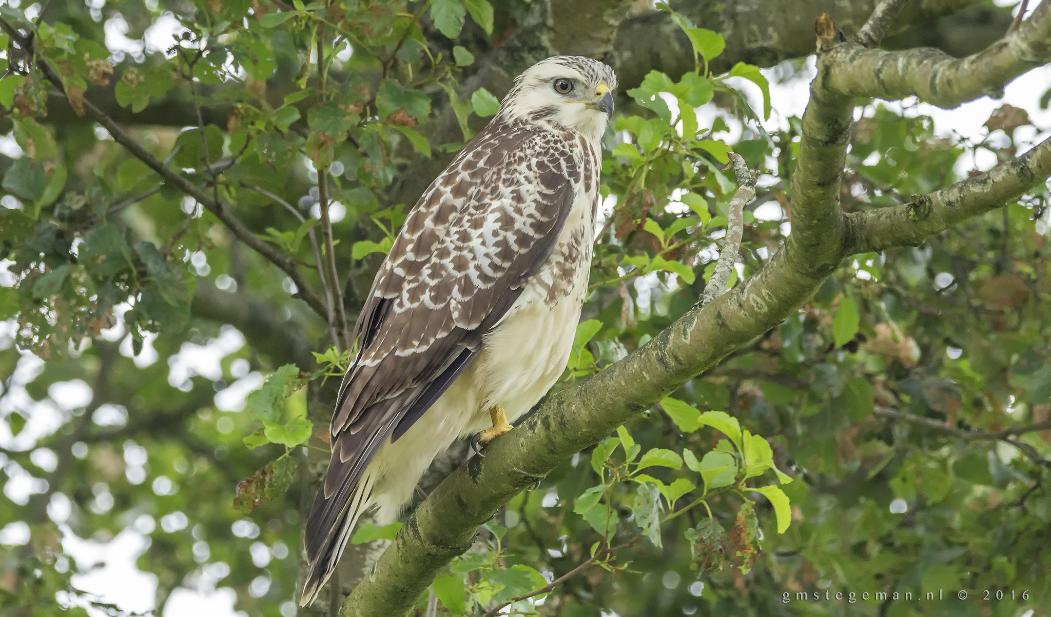 150-600mm F5-6.3 DG OS HSM | Contemporary 015 sample photo. Common buzzard (buteo buteo) photography
