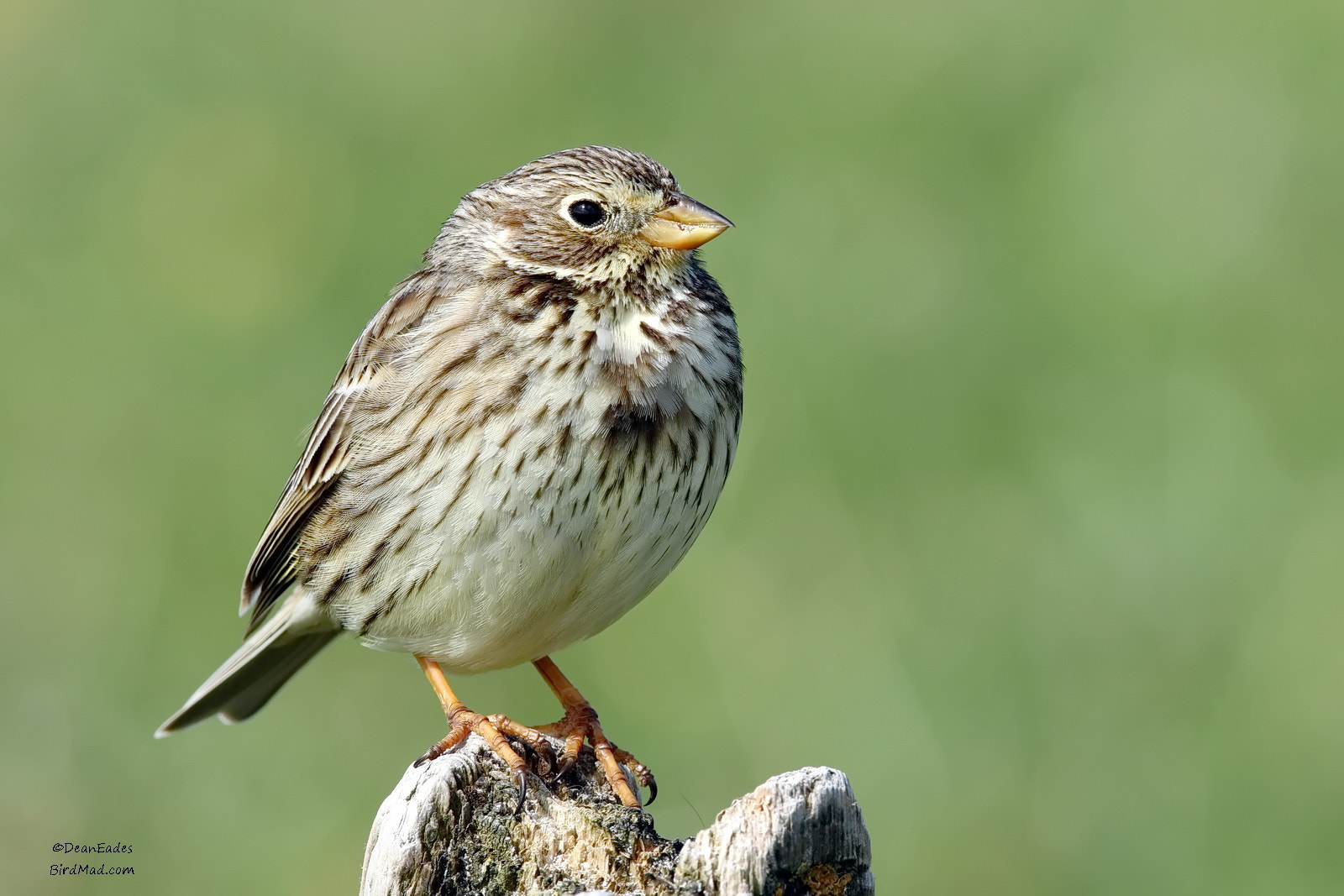 Canon EF 600mm F4L IS II USM sample photo. Cornbunting copy photography