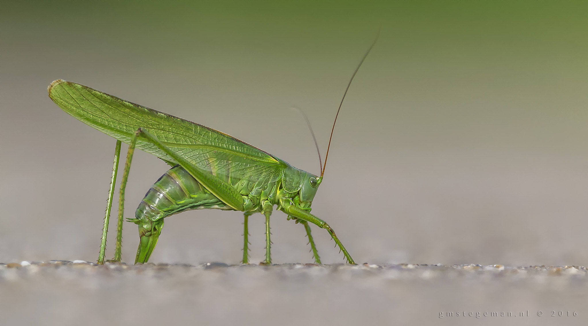 150-600mm F5-6.3 DG OS HSM | Contemporary 015 sample photo. Katydid photography