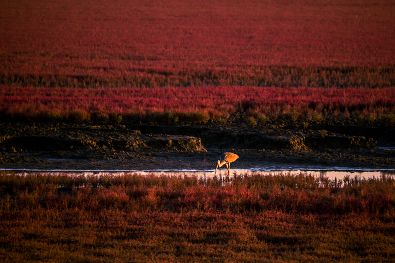 Olympus OM-D E-M5 II + OLYMPUS M.75-300mm F4.8-6.7 sample photo. Sunset in red beach photography