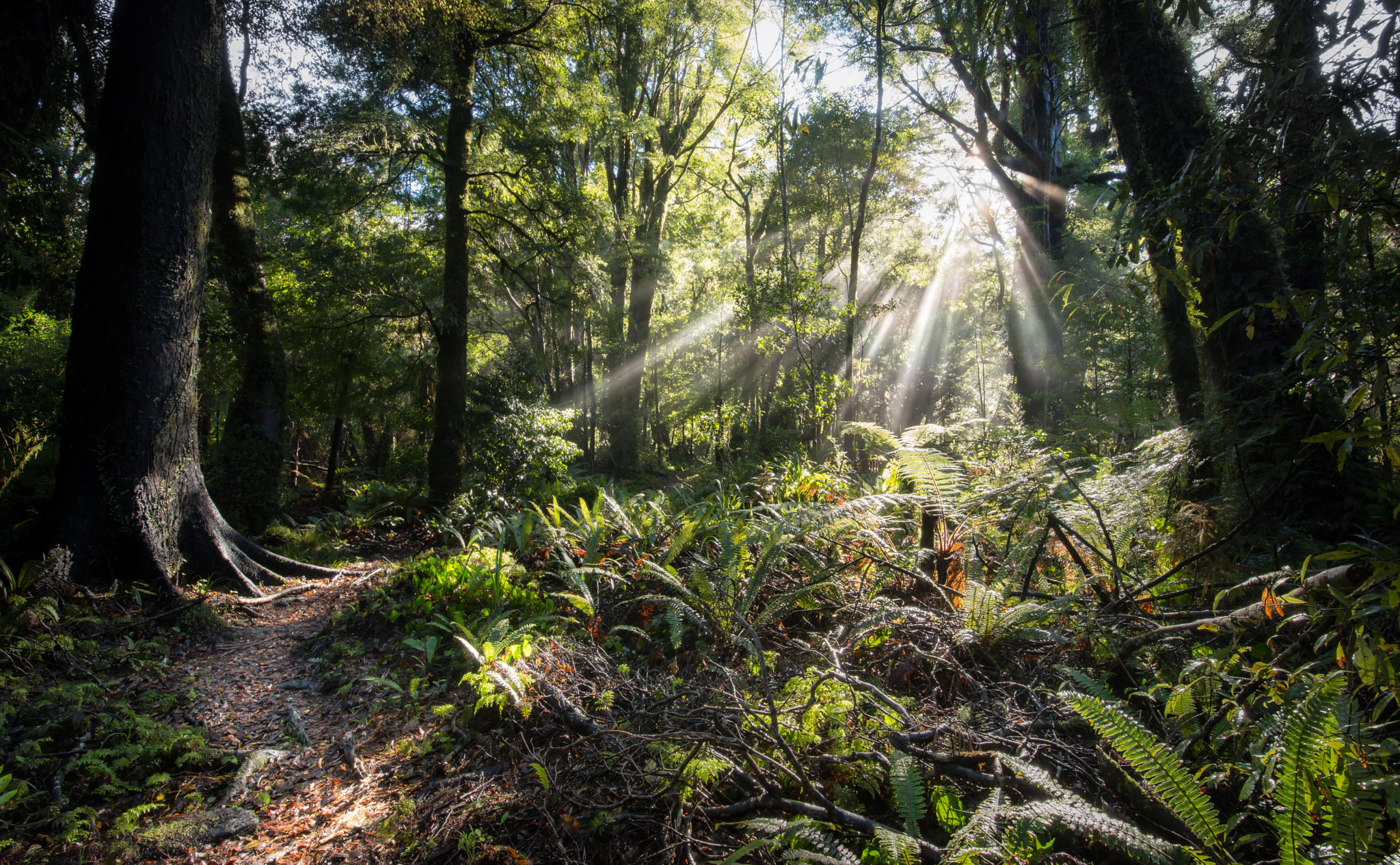 Tamron SP 15-30mm F2.8 Di VC USD sample photo. Path through the light photography