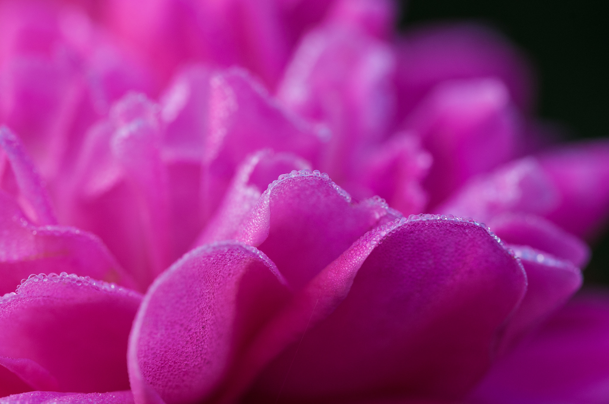 Sigma 105mm F2.8 EX DG OS HSM sample photo. Early morning local park photography