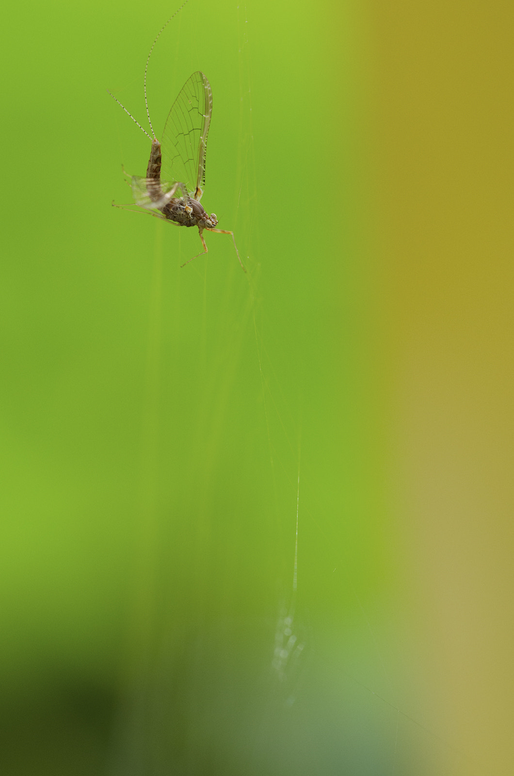 Sigma 150mm F2.8 EX DG Macro HSM sample photo. You know it's not your day.. photography