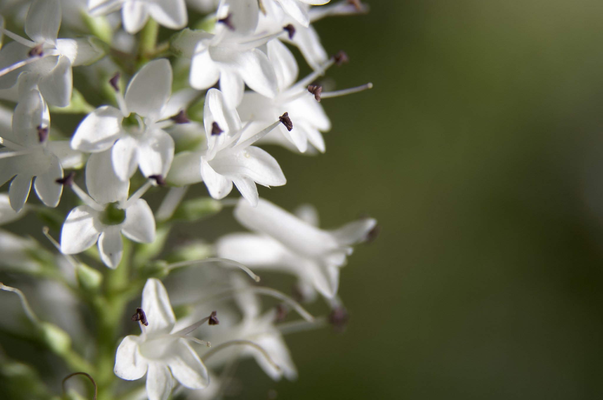 Sigma 105mm F2.8 EX DG OS HSM sample photo. Early morning local park photography