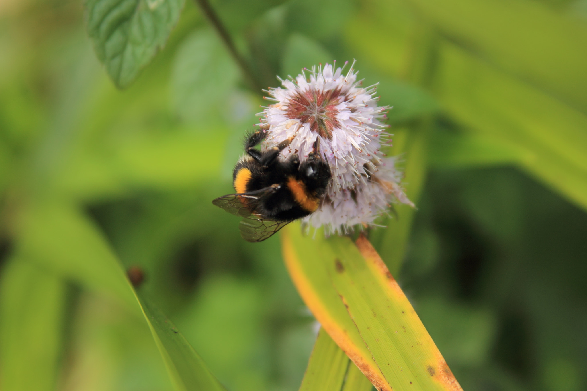 Canon EF 28-135mm F3.5-5.6 IS USM sample photo. Hummel vs. blume  photography