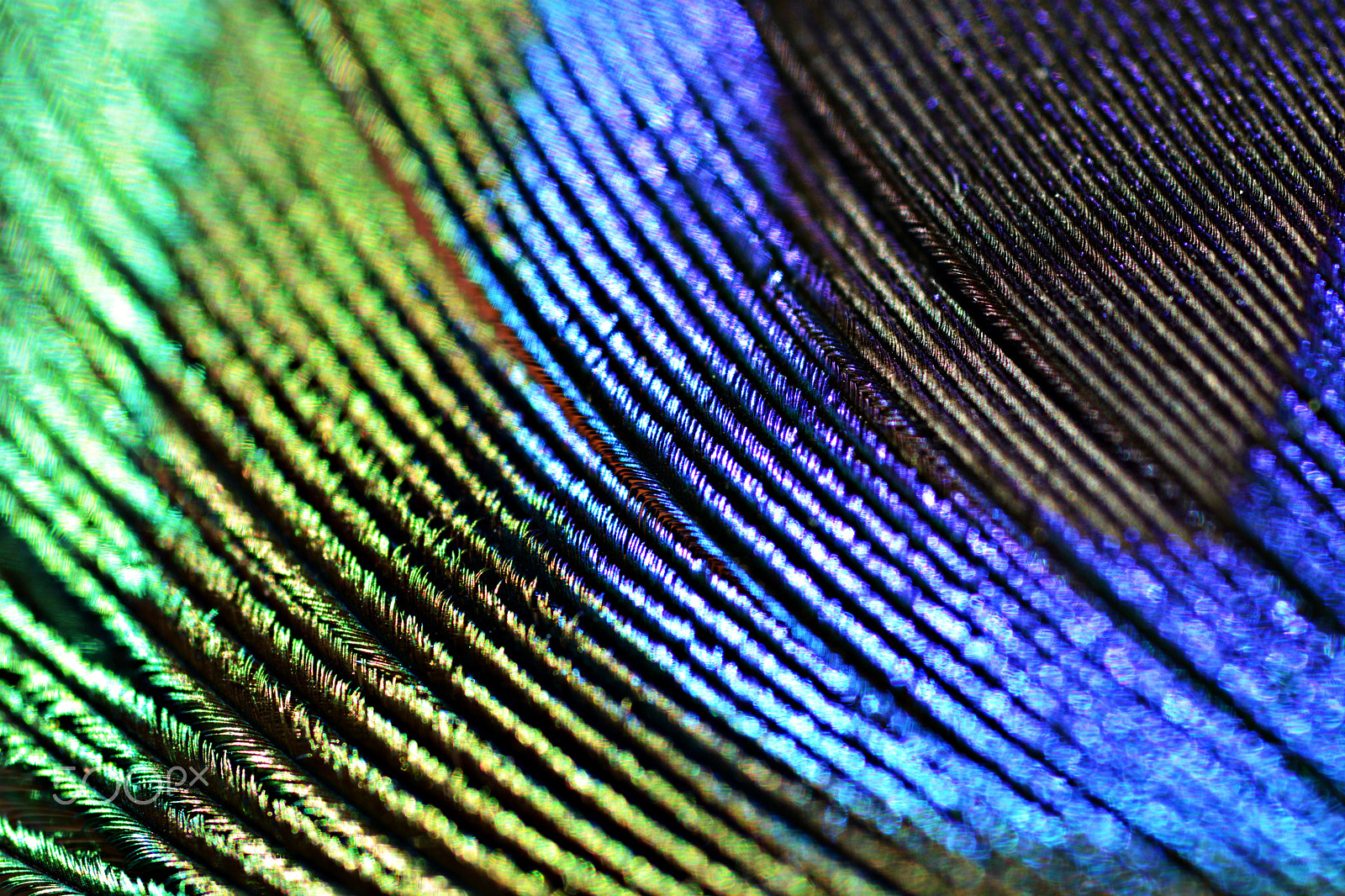 Nikon D5200 + AF Micro-Nikkor 60mm f/2.8 sample photo. Focus on peacock photography