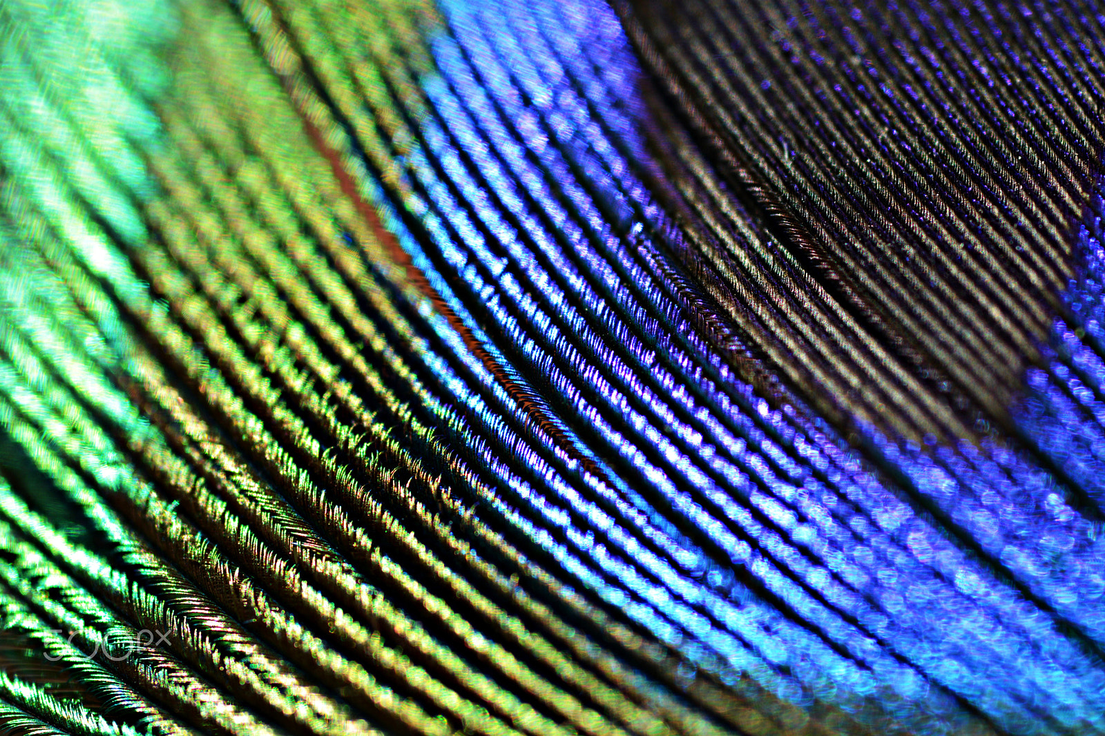 Nikon D5200 + AF Micro-Nikkor 60mm f/2.8 sample photo. Focus on peacock photography