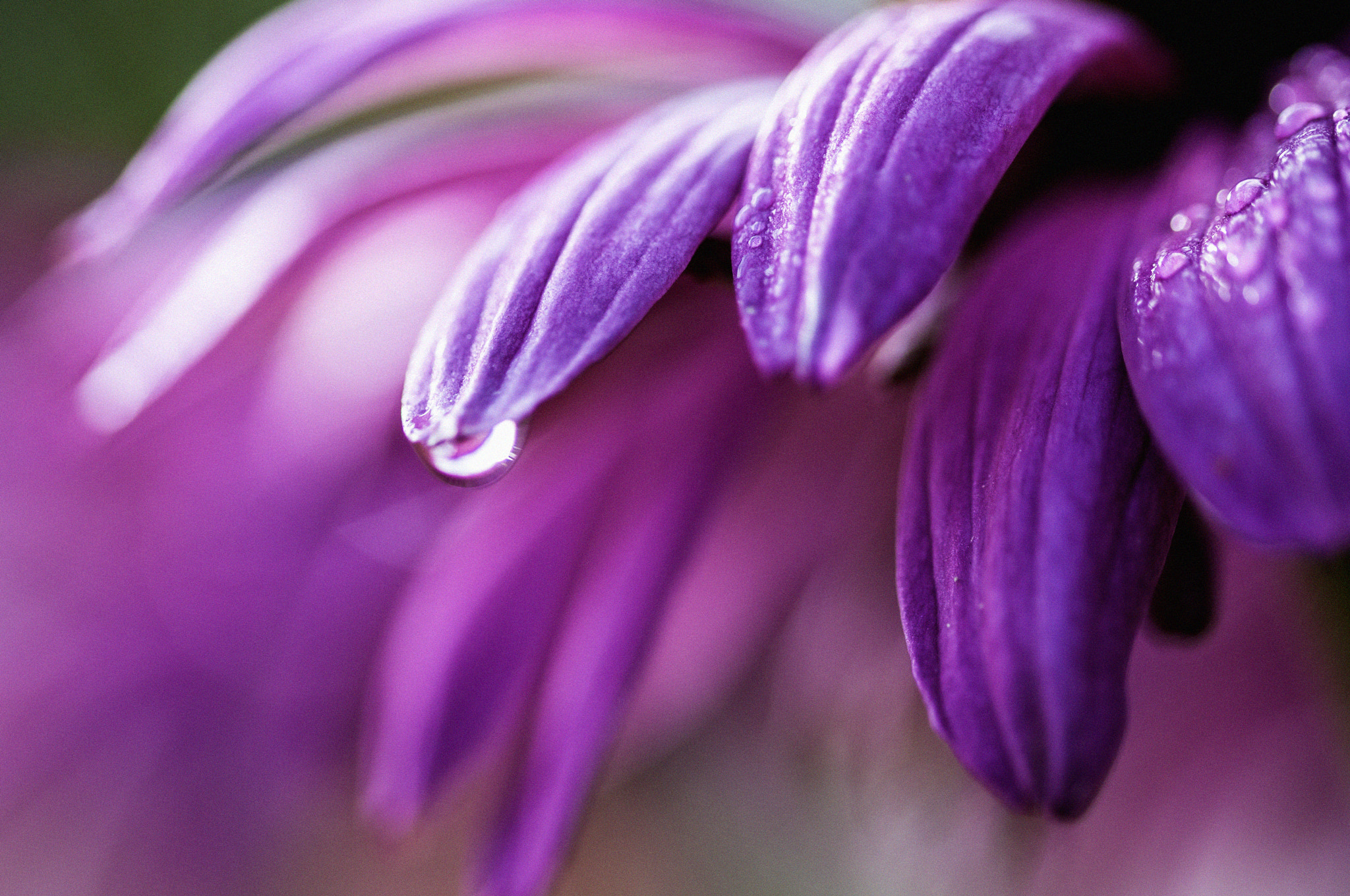 Sigma 105mm F2.8 EX DG OS HSM sample photo. Early morning local park photography