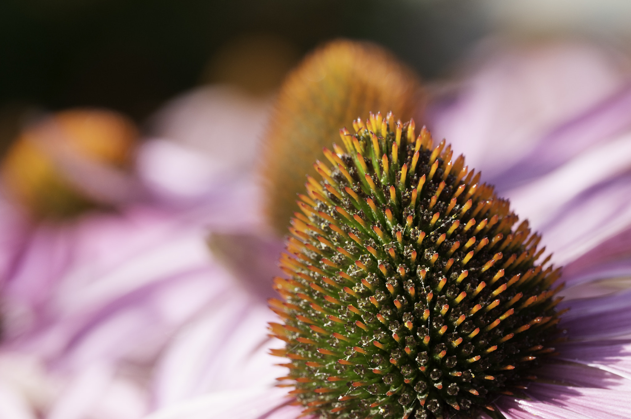 Sigma 105mm F2.8 EX DG OS HSM sample photo. Early morning local park photography