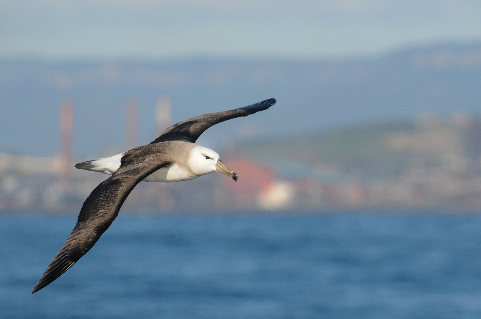 Nikon D300S sample photo. Black-browed albatross photography