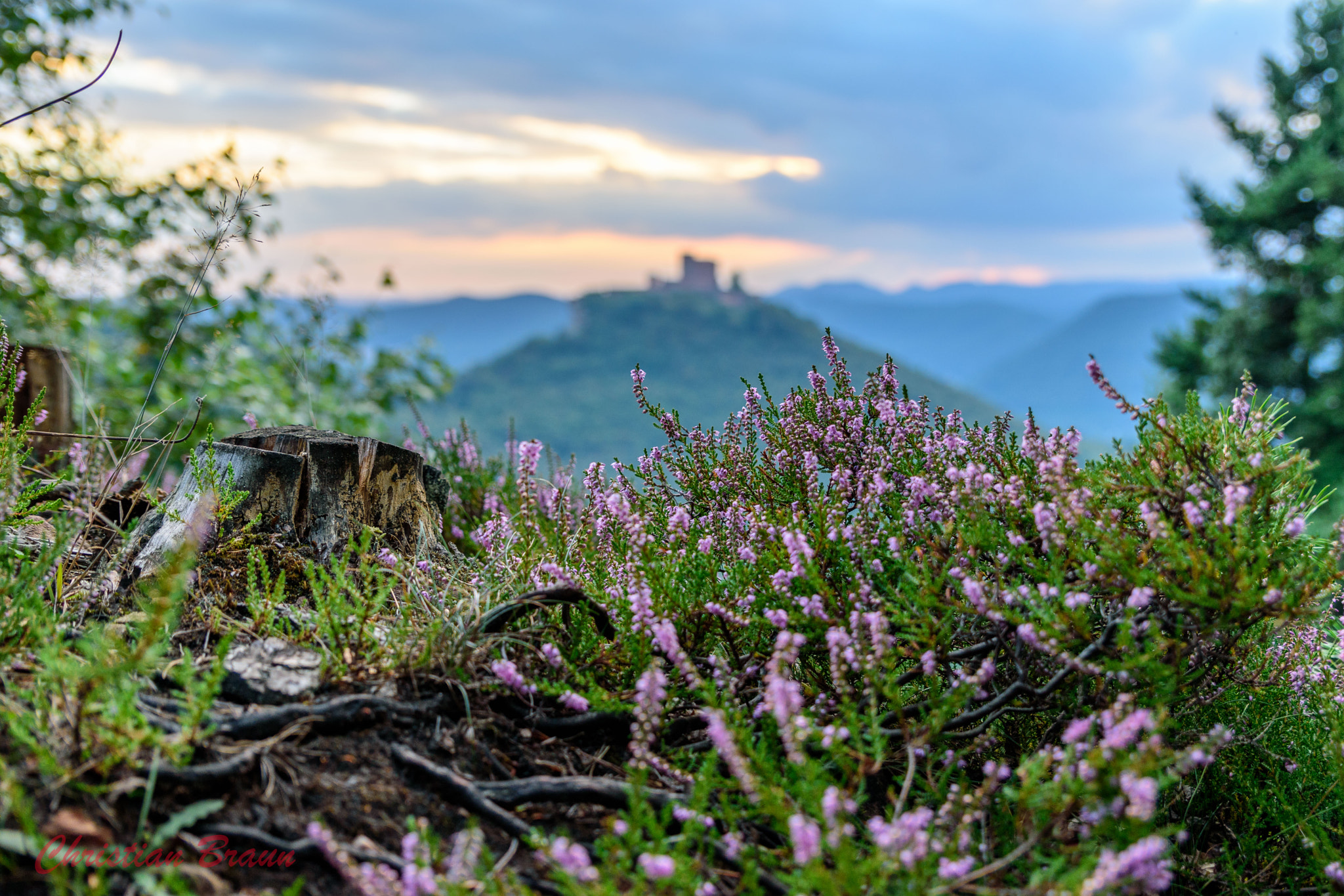 Tamron SP 24-70mm F2.8 Di VC USD sample photo. Trifels photography