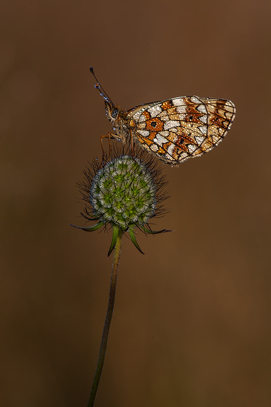 Canon EF 180mm F3.5L Macro USM sample photo. Small pearl-bordered fritillary photography