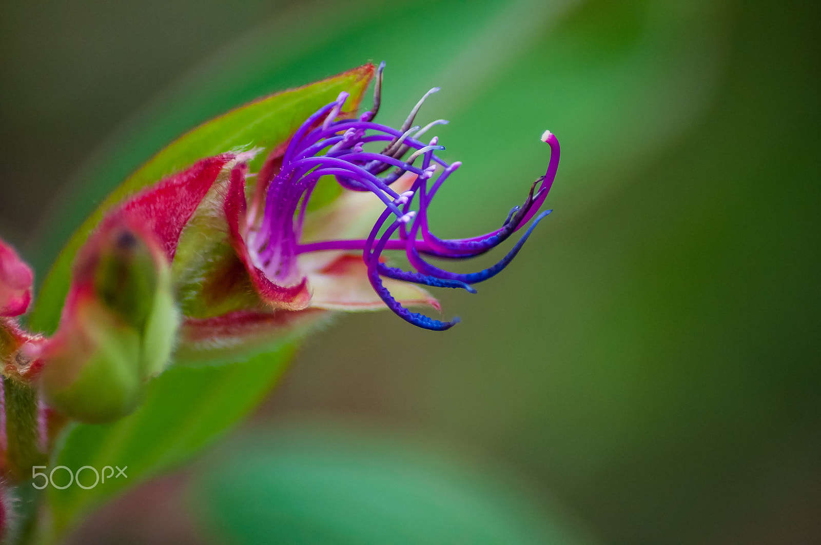 Nikon D5000 sample photo. Bis in die spitzen photography