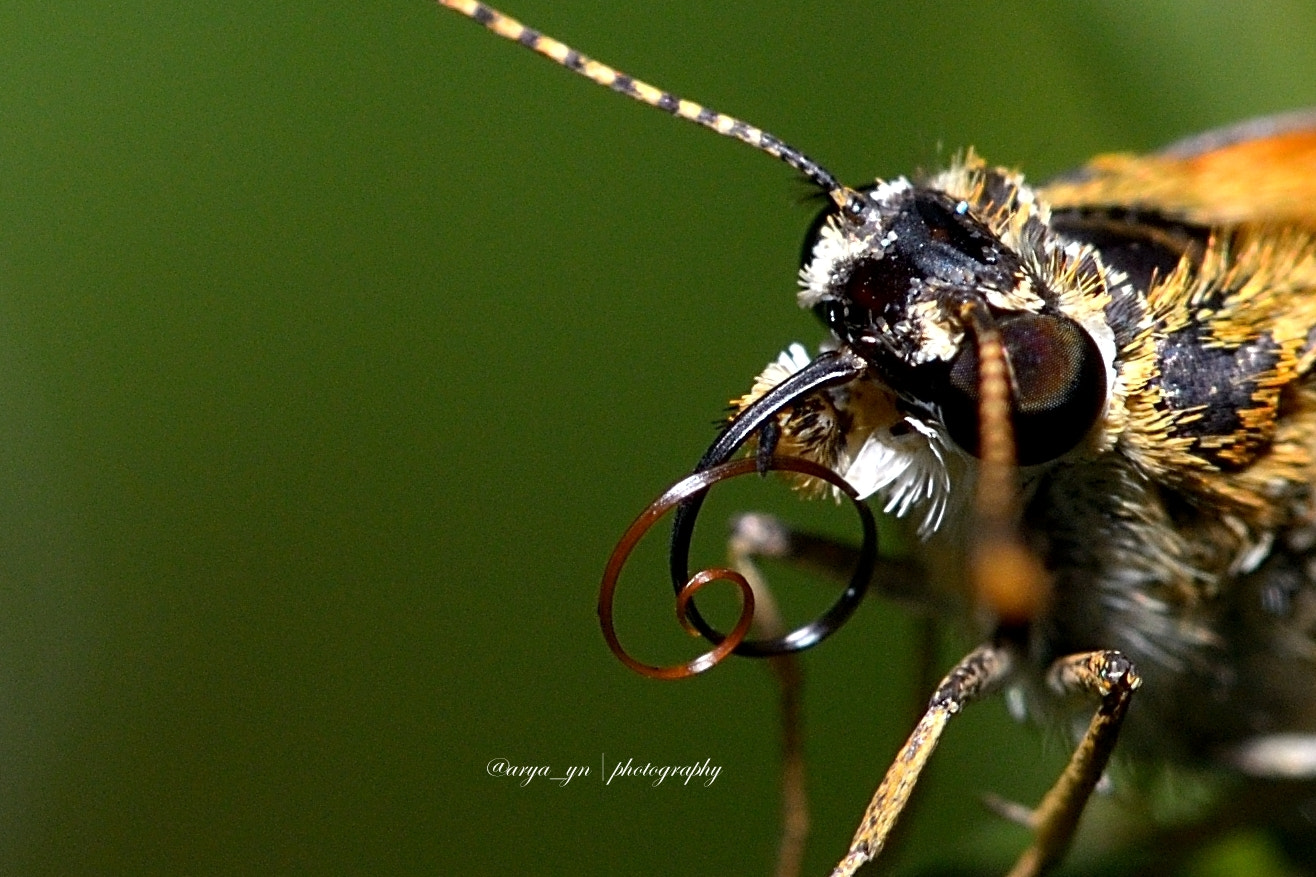 Sigma 105mm F2.8 EX DG OS HSM sample photo. Butterfly photography