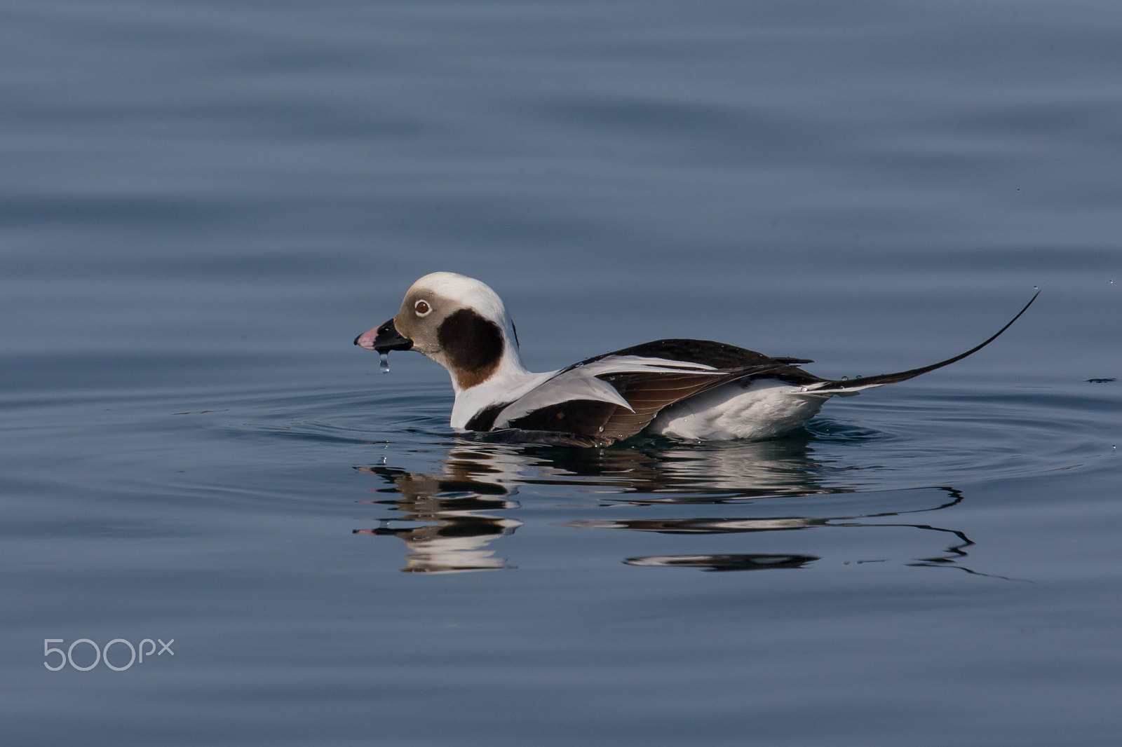 Canon EF 500mm F4L IS II USM sample photo. Long-tailed duck photography