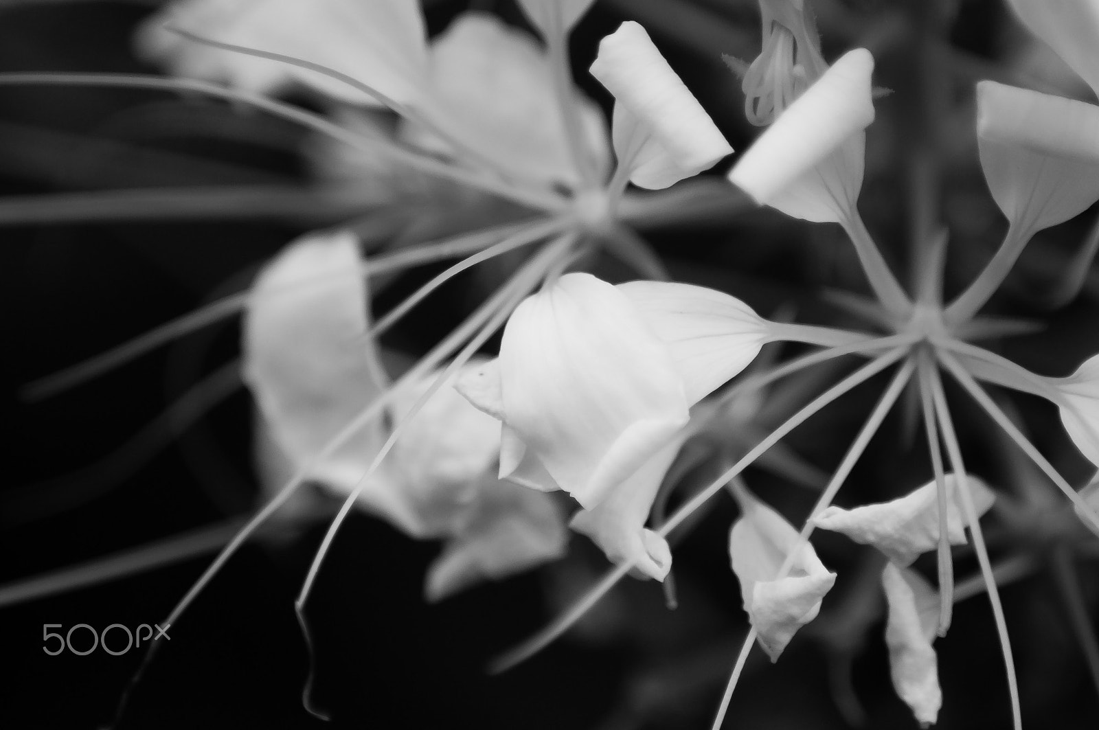Nikon D5000 sample photo. S/w photography
