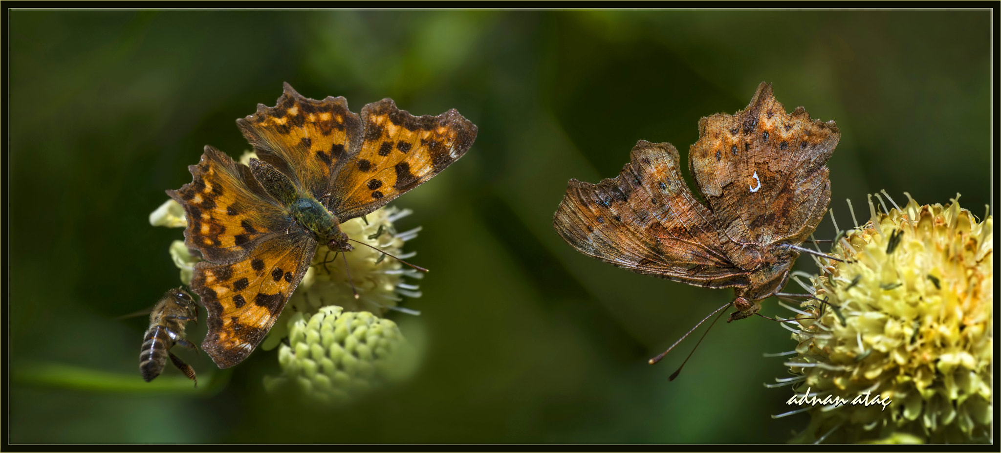 AF Zoom-Micro Nikkor 70-180mm f/4.5-5.6D ED sample photo. Yırtık pırtık kelebeği - polygonia c-album - comma butterfly photography