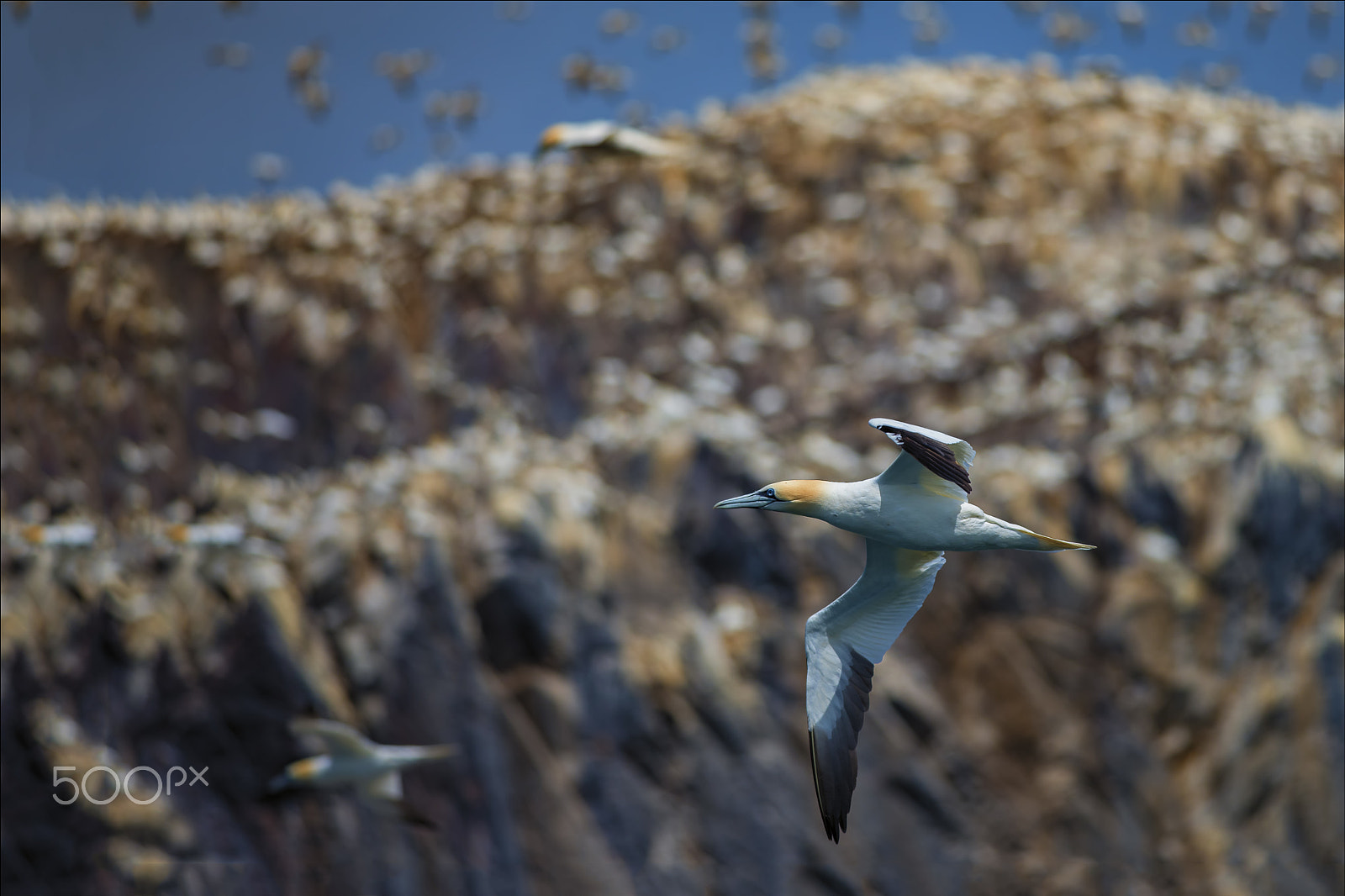 Nikon AF-S Nikkor 300mm F4D ED-IF sample photo. Atlantic gannet, bass rock, scotland photography