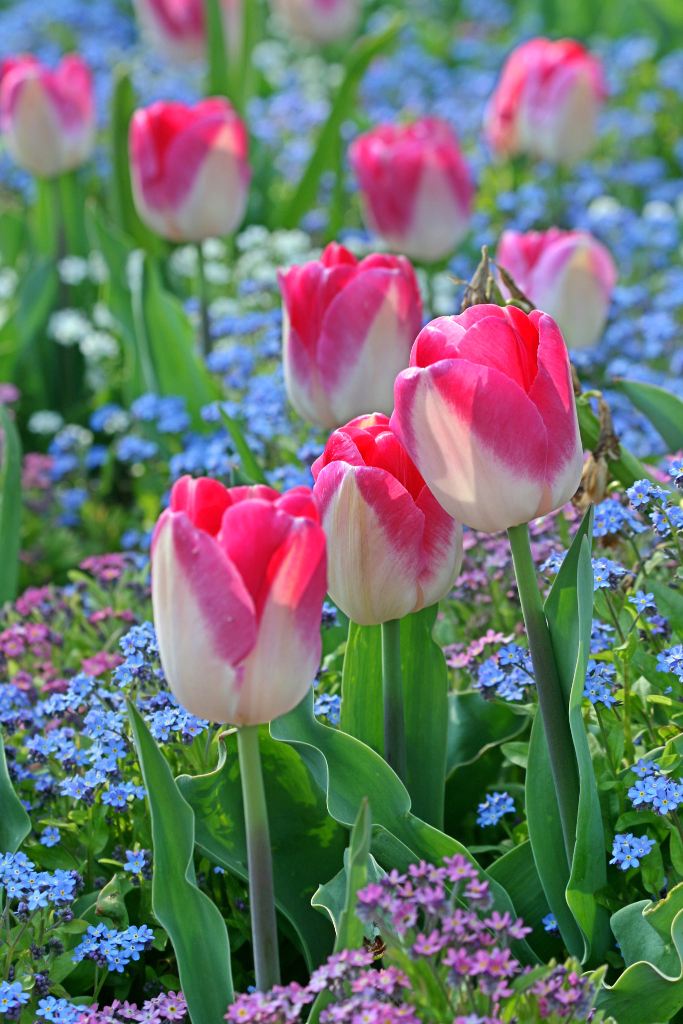 Canon EF 70-300mm F4-5.6 IS USM sample photo. Pinke tulpen photography