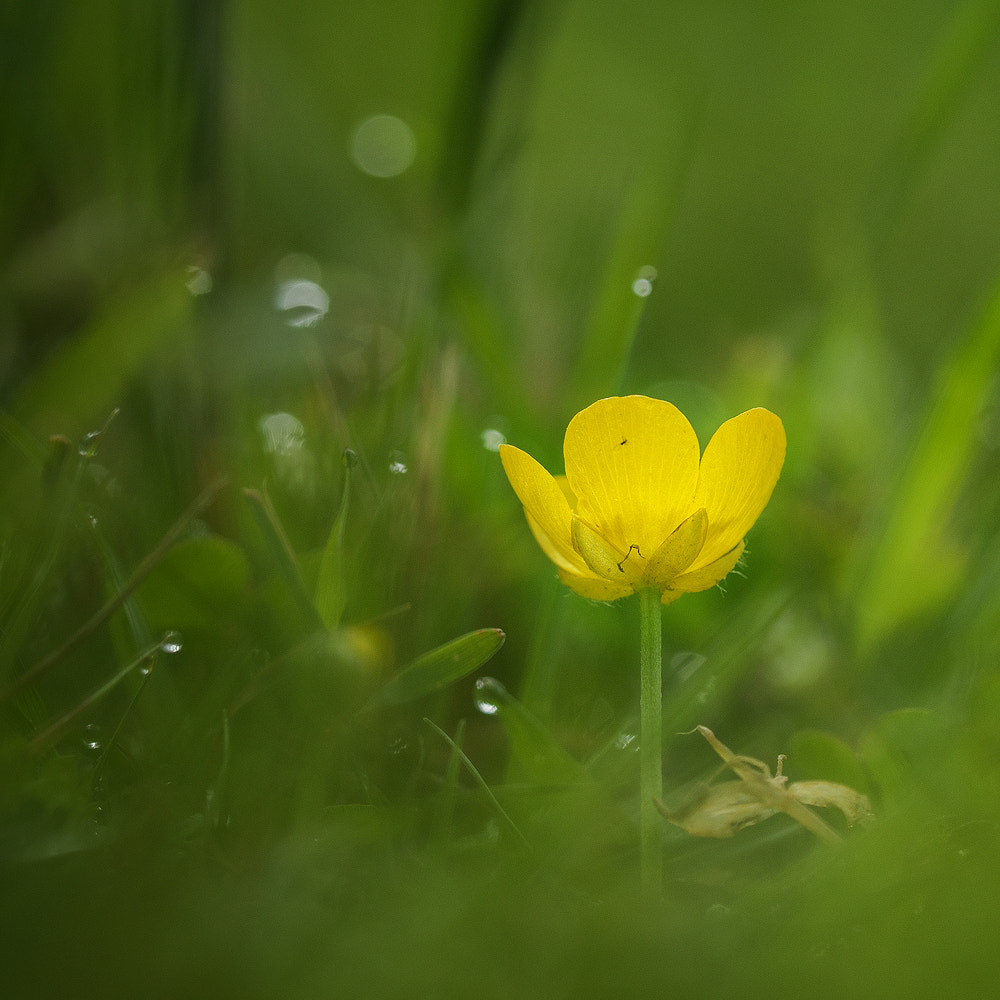 Sigma 150mm F2.8 EX DG OS Macro HSM sample photo. Mini landscape photography