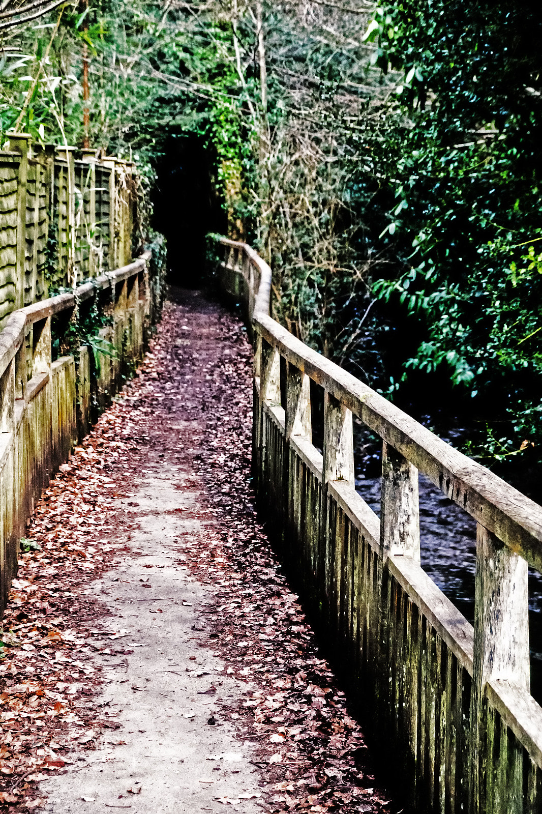 Sony DT 18-250mm F3.5-6.3 sample photo. Along the pathway photography