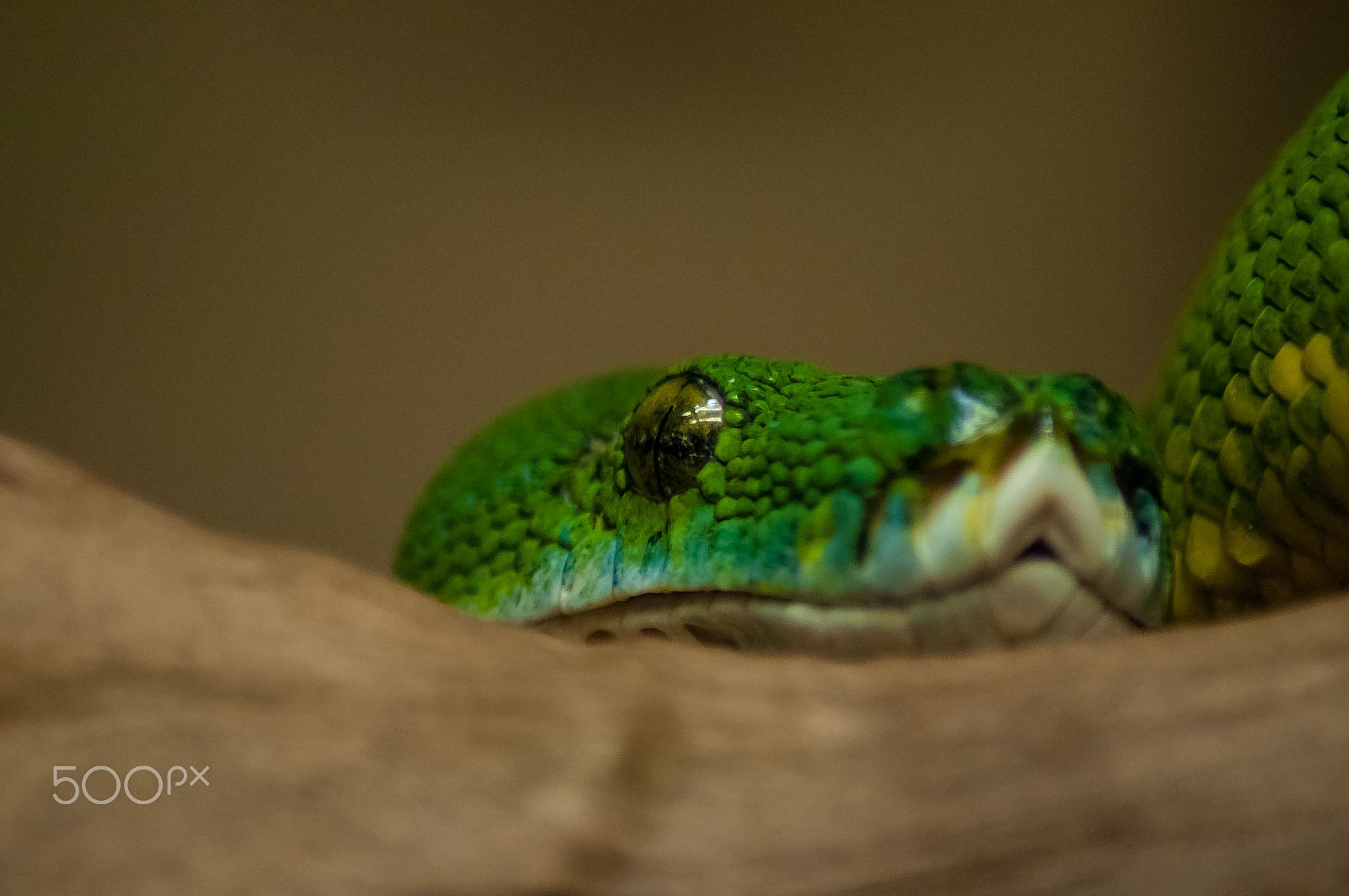 Nikon D5000 sample photo. Blickkontakt photography