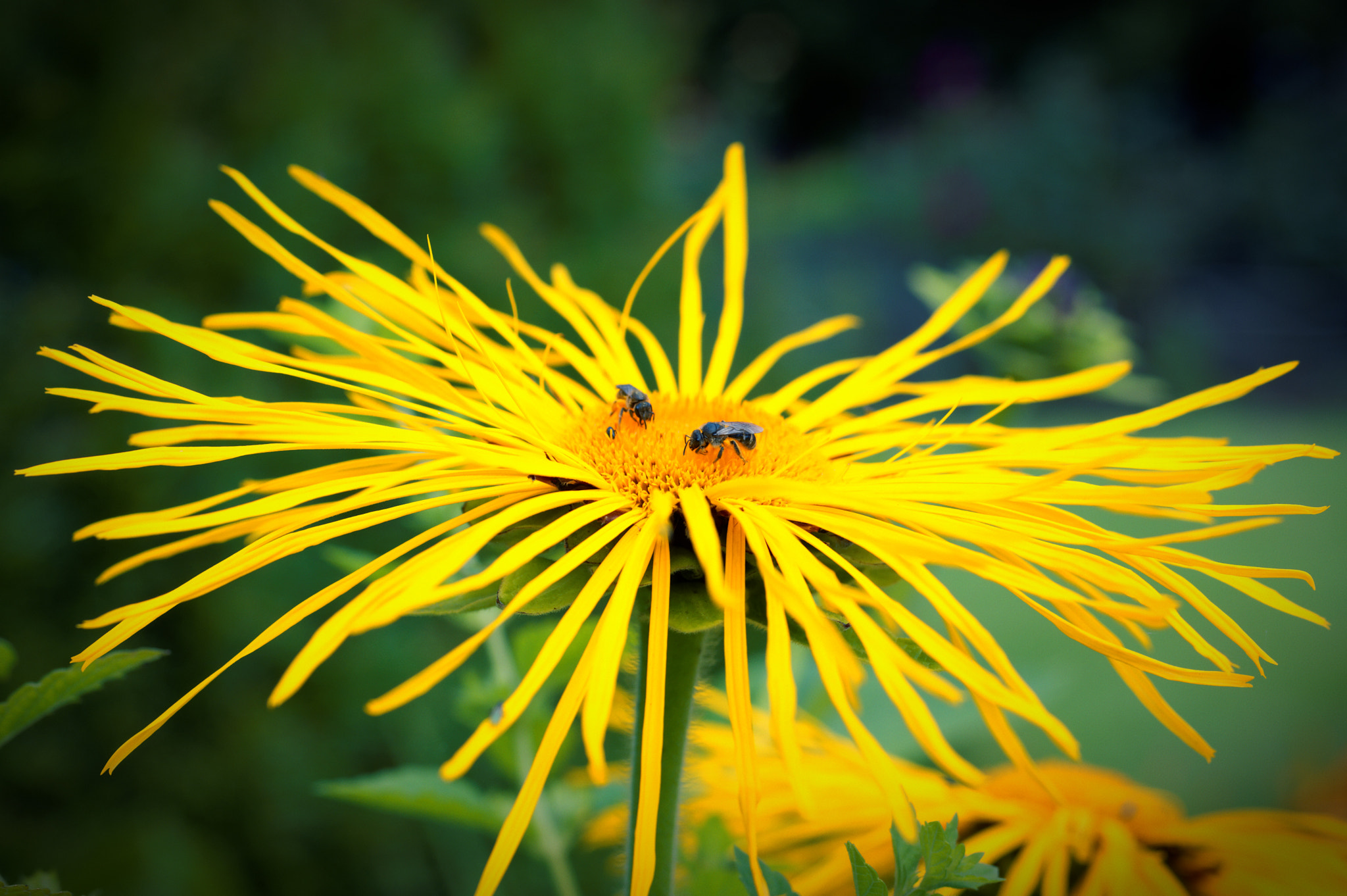 Pentax smc D-FA 50mm F2.8 Macro sample photo. Inula photography