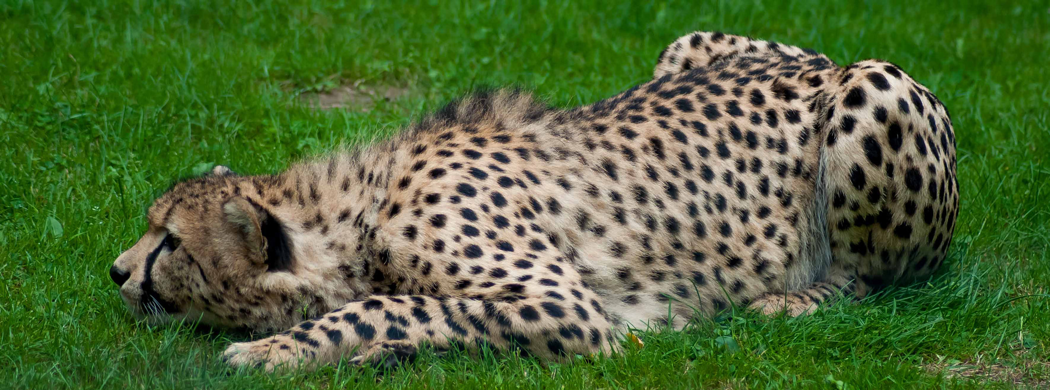 Nikon D5000 sample photo. Anvisiert photography