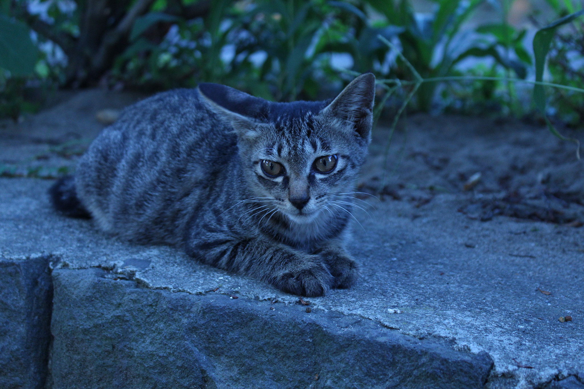 Canon EOS 700D (EOS Rebel T5i / EOS Kiss X7i) sample photo