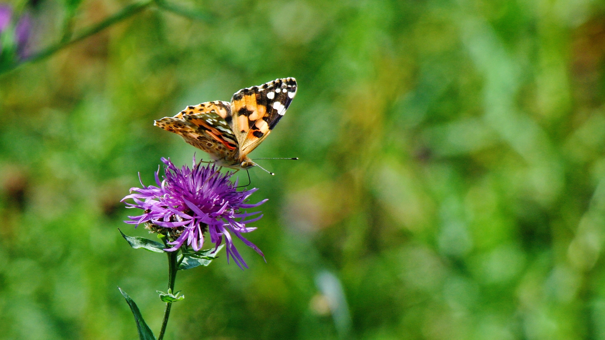 Samsung NX5 sample photo. Butterfly photography
