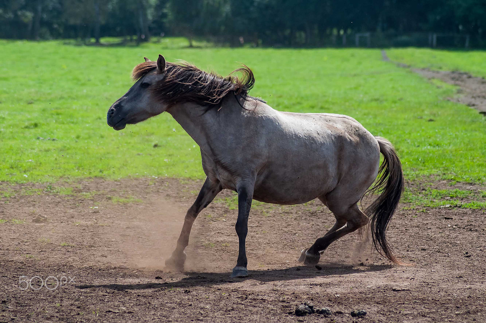 Nikon D5000 sample photo. Wildpferd photography
