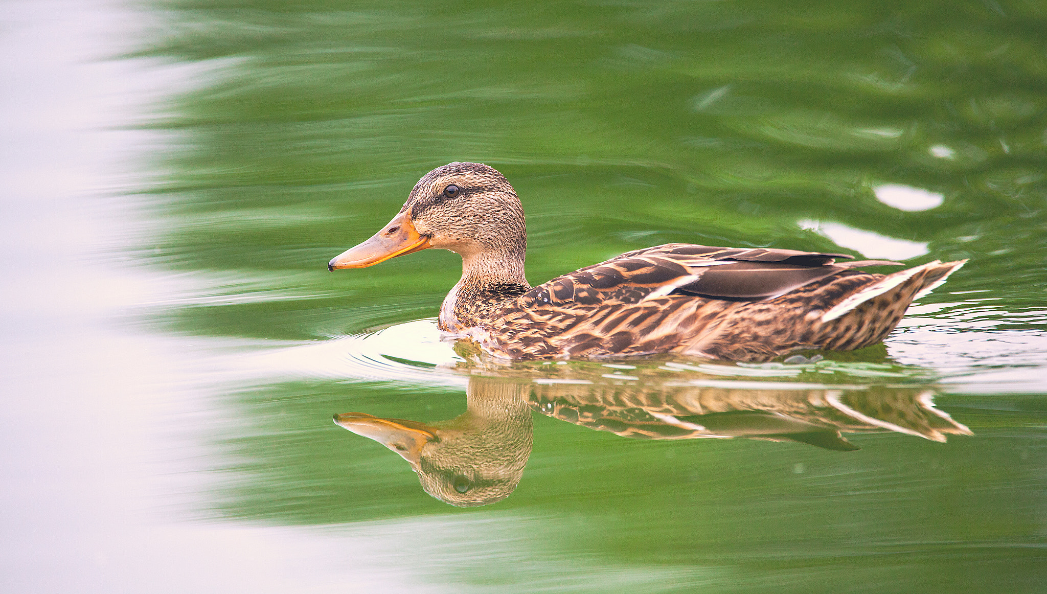 150-600mm F5-6.3 DG OS HSM | Contemporary 015 sample photo. Ducky style photography