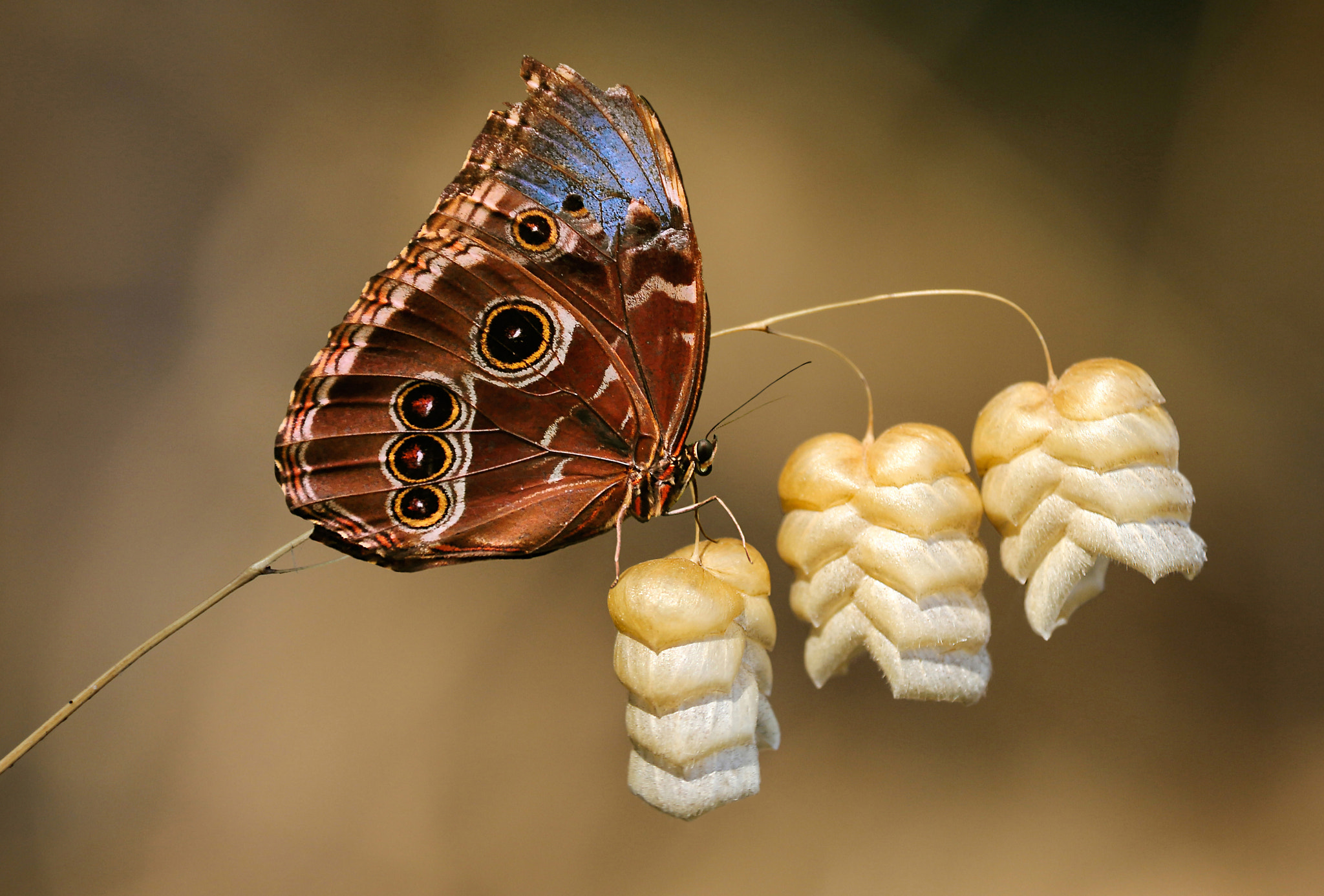 Canon EF-S 55-250mm F4-5.6 IS STM sample photo. Butterfly photography