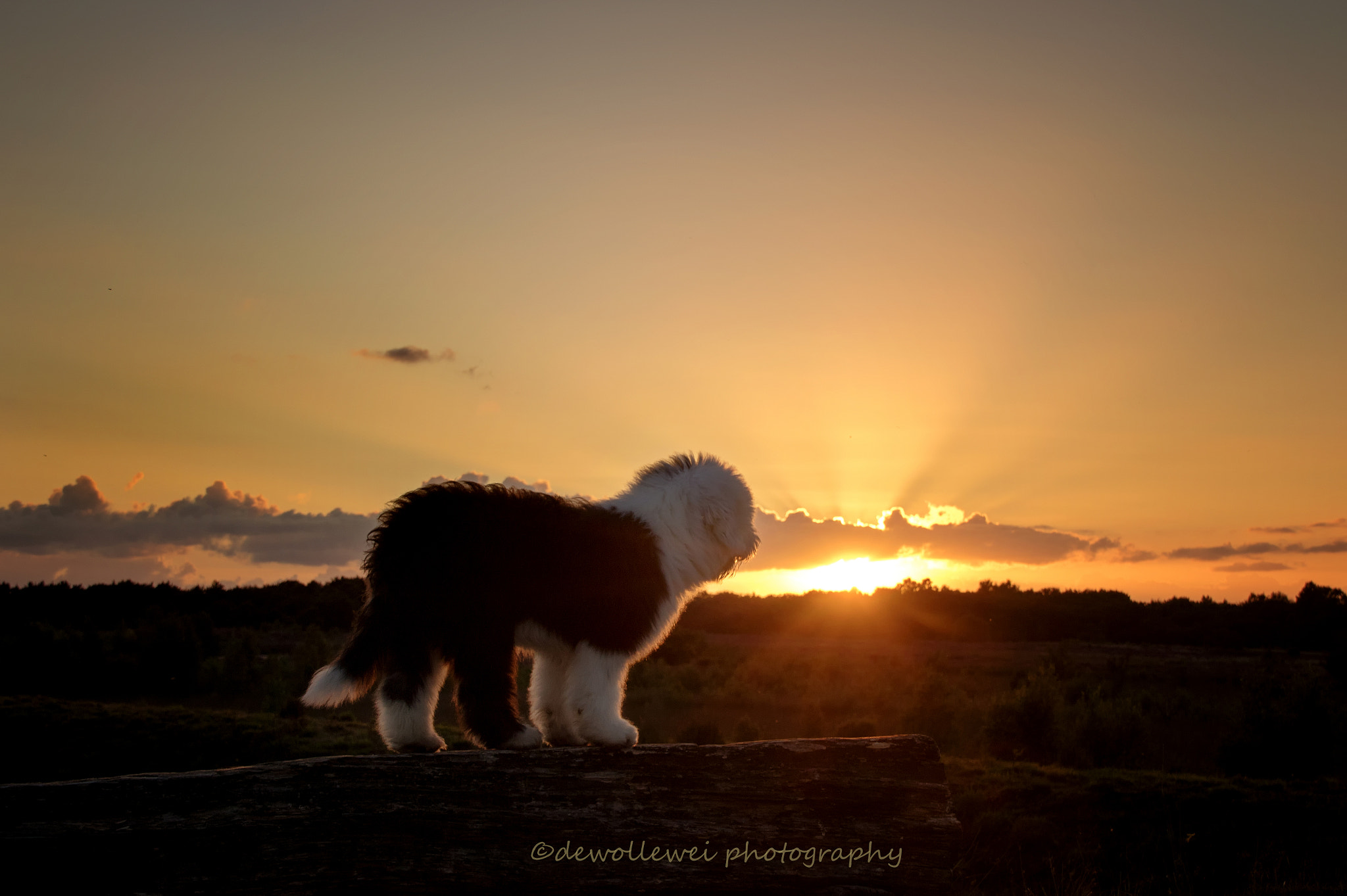 Canon EOS 7D Mark II sample photo. Puppie sunset photography