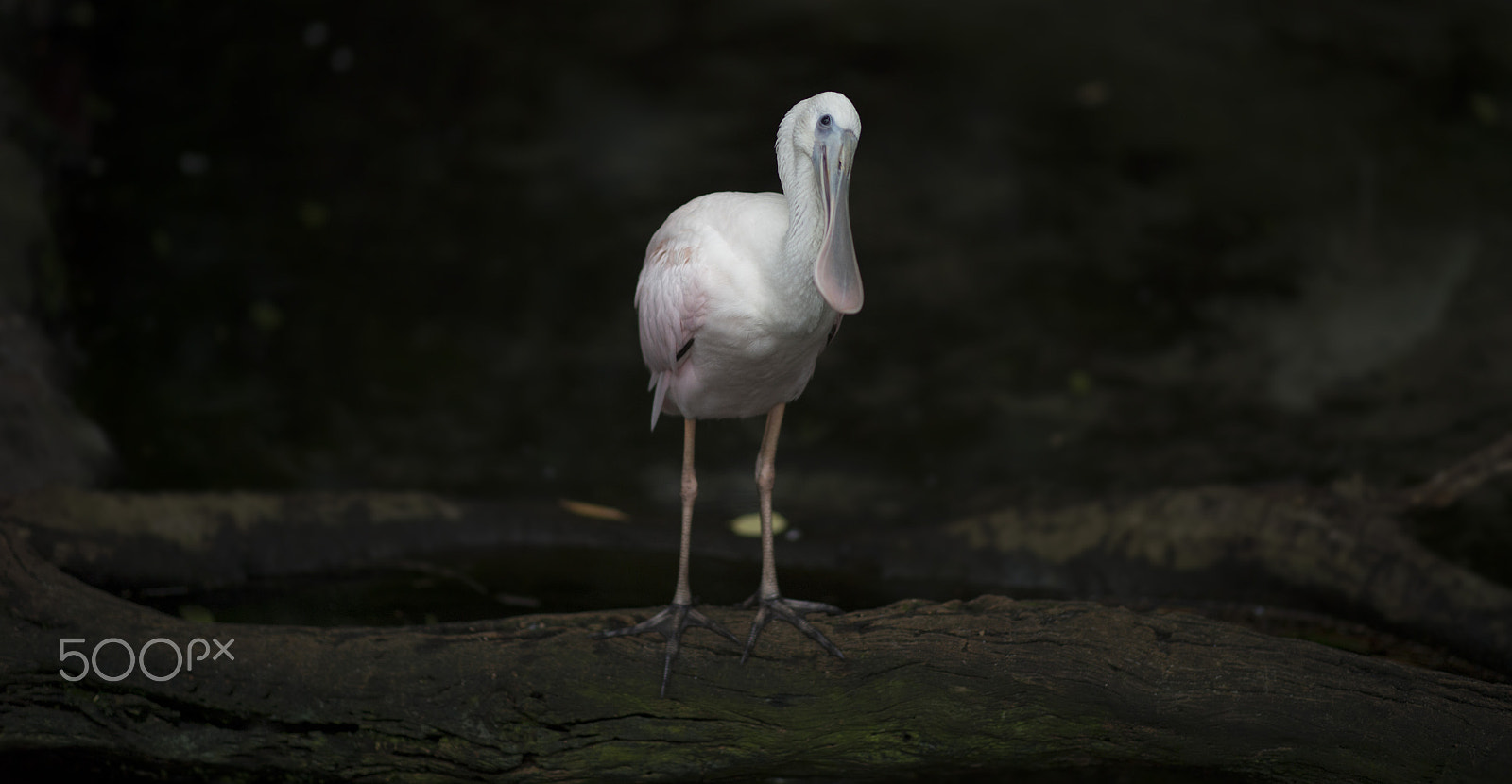 Nikon Df sample photo. Spoonbill photography