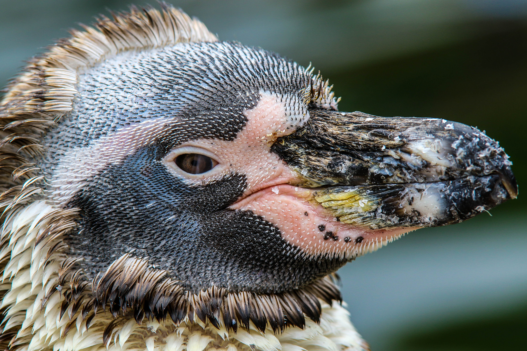 Tamron SP AF 70-200mm F2.8 Di LD (IF) MACRO sample photo. Penguin photography