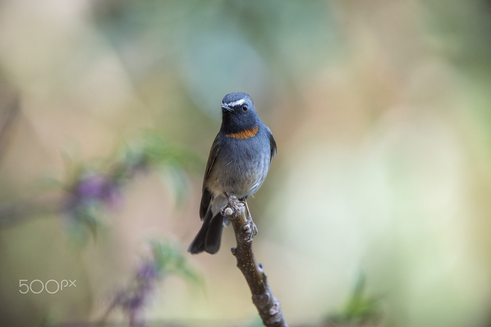 Nikon AF-S Nikkor 600mm F4E FL ED VR sample photo. Rufous- gorgeted flycatcher (m) photography