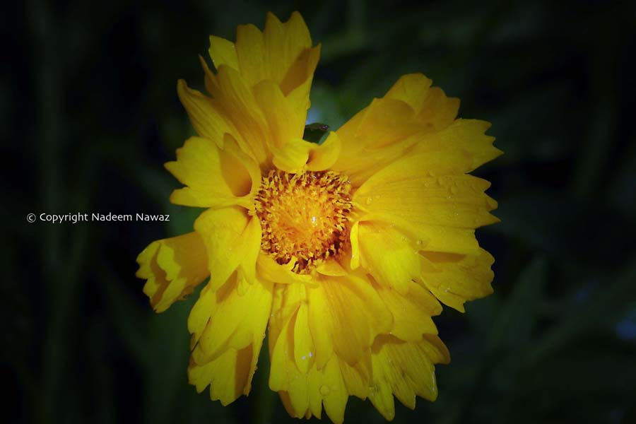 Pentax *ist D sample photo. 3932600490.jpg photography