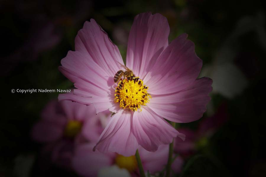 Pentax *ist D sample photo. 3932600888.jpg photography