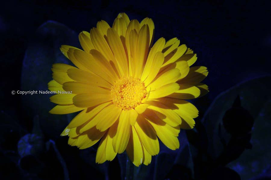 Pentax *ist D sample photo. 3931818739.jpg photography