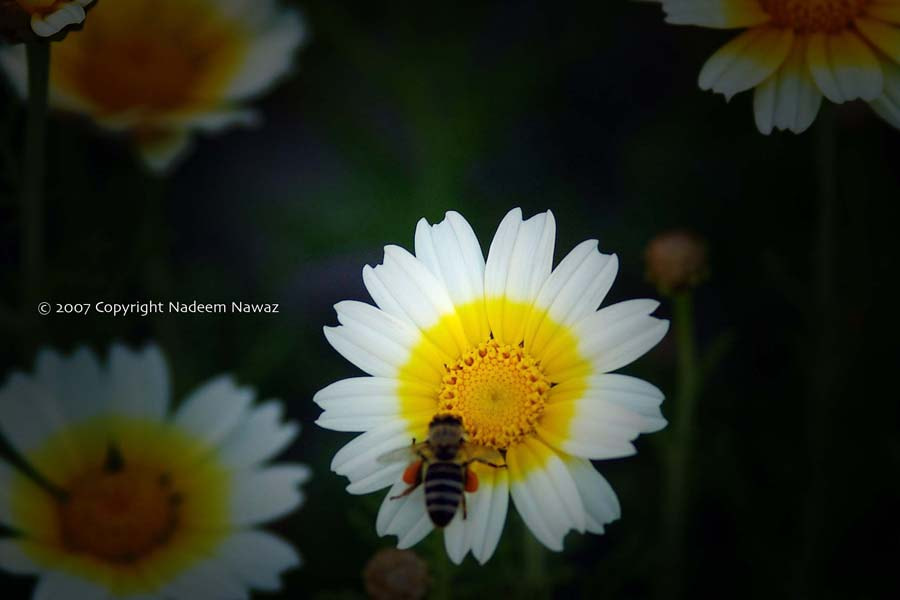 Pentax *ist D sample photo. 3931817313.jpg photography