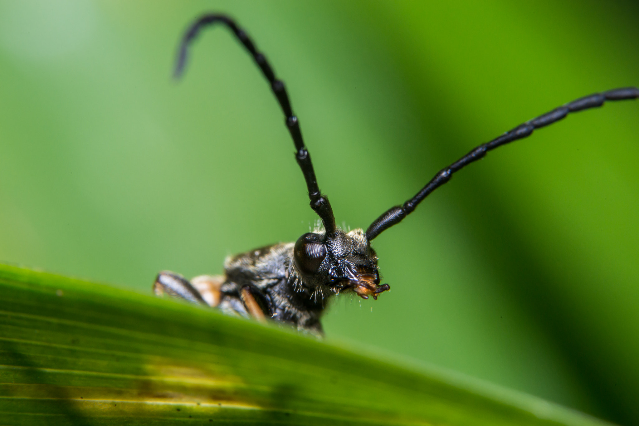 Sony a99 II + 90mm F2.8 Macro SSM sample photo. Bug photography