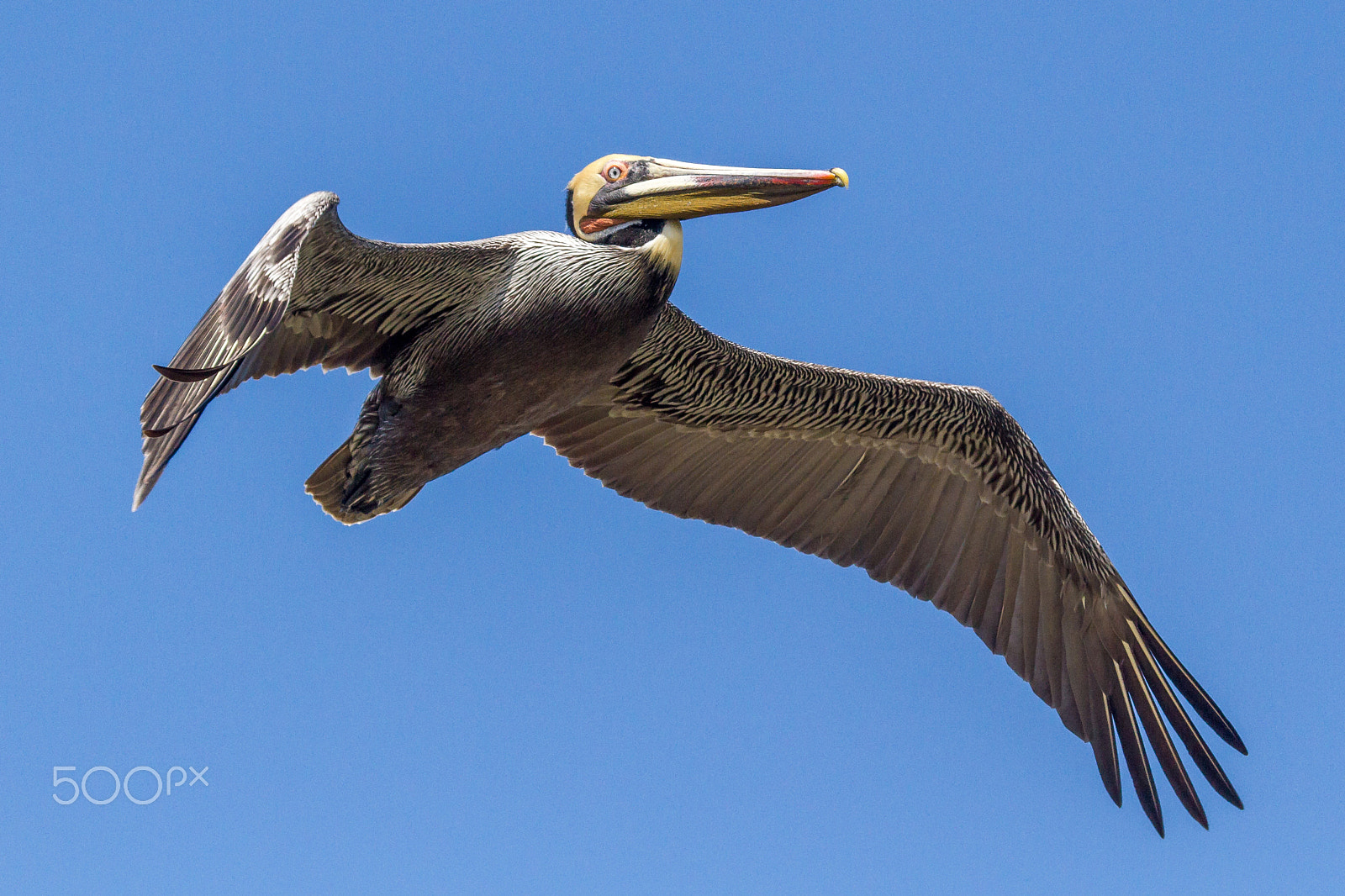 Canon EF 100-400mm F4.5-5.6L IS USM sample photo. Brown pelican photography