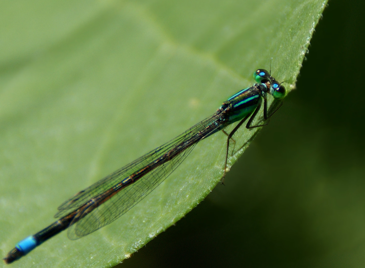 Sony Alpha DSLR-A290 sample photo. Azurjungfer photography